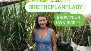 Grow rice  it’s easy!