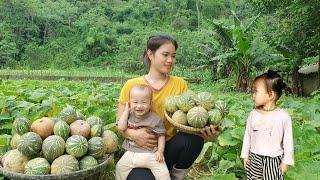 Single girl: Harvesting Pumpkins to sell at the market & Cook food for pigs | Trieu Thi Thuy