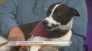 Pets fur People introduces us to Mulan who needs a furever home