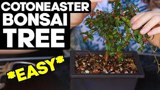 How to Make Cotoneaster Bonsai *EASY* Pruning and Shaping Ideas