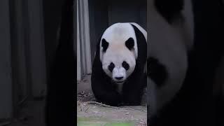 [乐宝] Lebao, Formerly Known As Yuanxin #panda #熊猫