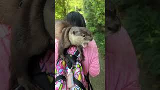 Shoulder-mounted Otter #Shorts