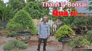 Zalo_0935725692 : Thanh lý 22 cây Bonsai đẹp giá 80tr của anh Xuân ở Đồng Nai