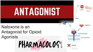 Antagonist | Basic Pharmacology | Junaid Asghar PhD