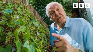 David Attenborough will make you think about weeds in a different light⁣  The Green Planet - BBC