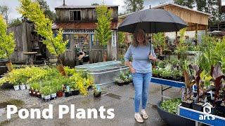 Pond Plants at Art’s Nursery