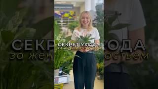 Что нужно для женского счастья?#садоводничество #спатифиллум #комнатныерастения #цветынаподоконнике