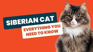 Siberian Cat: Russia's Majestic Feline - Everything You Need to Know