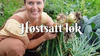 Høstsatt løk