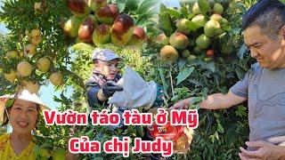 Vườn táo tàu rộng lớn chín trĩu cành của chị Judy ở Mỹ, hái trái cây vườn nhà Thảo Cali