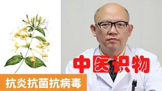 金銀花的功效與作用【保健養生】生生不息