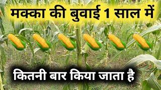 मक्का बुवाई इस साल में कितनी बार किया जाता है || Makke ki buwayi Rabi jayad kharif || maize farming