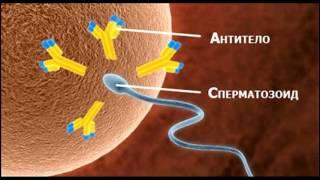 Иммунология репродукции