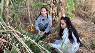 แกงปลาค่อใหญ่ใส่หมากแปบ ແກງປາຄໍ່ໃຫຍ່ໃສ່ໝາກແປບ