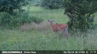 Wildlife Friendship Goals: Bird and Deer Share a Tender Moment    