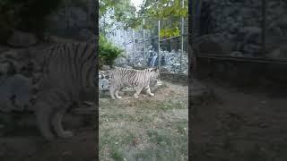 A tiger in Belgrade Serbia zoo