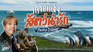 Phillip Island เกาะที่มีทั้งโคอาลา เพนกวิน จิงโจ้และสัตว์แปลก ๆ อีกเพียบ เดินไปไหนก็เจอ!