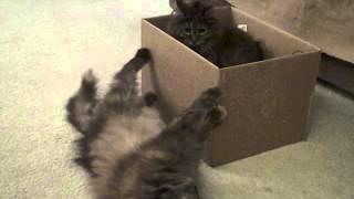 Cats in a box
