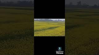 Mustard Farm Vibes, a calm and soul soothing experience #calmmusic #soothingmusicforstressrelief