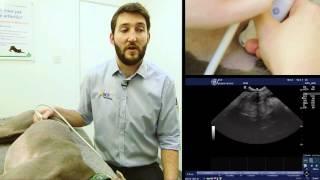 IMV imaging Small Animal Advanced Abdominal Ultrasound Video 9 – Right Limb of the Pancreas