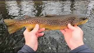 "The Butter-Belly Wild Trout of Central PA", Fly Fishing on a Blustery Winter Day