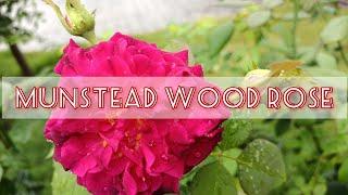 MUNSTEAD WOOD ROSE  (Kenali Jenis Bunga Ros Di Laman DapoRos)