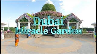 Dubai Miracle Garden 2023- A Walking Tour