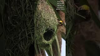 A Double-Decker Nest: Sustainable Living, Weaver Style!  #weavers #nest #birdlife #duplex