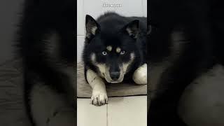 Спасённый из ледяного АДА. Маламут Барон
