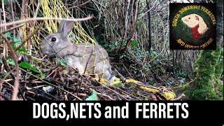 Catching rabbits using ferrets - Ferreting- rabbit hunting