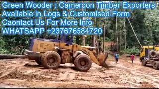 Timber Exploitation in Cameroon