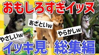 【2ch動物スレ】面白すぎるイッヌ総集編