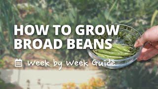 How to Grow Broad Beans | a Week by Week Guide