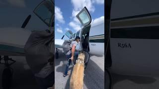 How we got our large dog from the Bahamas to florida…. #sailing #travel #dog