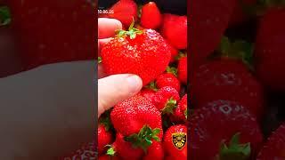 Золотой Скиталец. Один ящик скушали два на варенье.