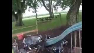 Playful Goat Enjoys Slide