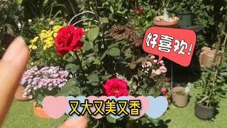 【养花】玫瑰月季林肯先生（MR. Lincoln Rose）新手养护心得|我的第一棵大花月季