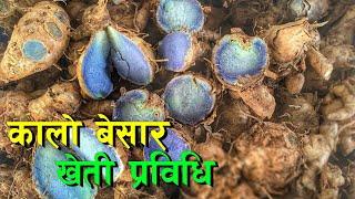 कालो बेसार खेती सिकौं, उत्पादन गरौं || Black Turmeric Farming in Nepal ||