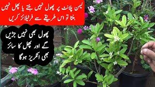 best fertilizer for lemon plant|organic fertilizer for lemon|homemade fertilizer