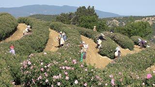 Traditional and modern production process of rose water and oil