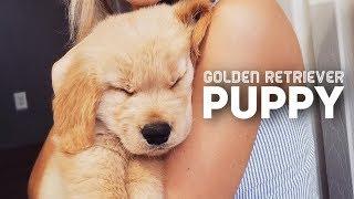 Golden Retriever Puppy Compilation