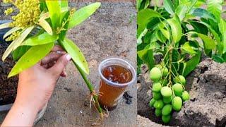 Simple Method Grafting Mango With Onion In A Glass Of Water