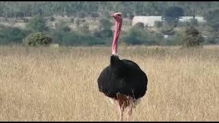 Male masai ostrich booming sound @campoeasafaris8006