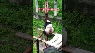 乃成做梦都没想到，胎妃被友友扯下来了 #国宝 #panda #cute #大熊猫 #熊猫生活#shorts