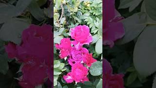 Малинові троянди в саду біля хати - радіє око і душа #природа #nature #життя #троянди  #натхнення