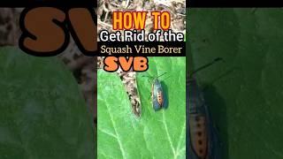 HOW TO Get Rid of the Squash Vine Borer #organicgardening #gardeningtips #pests