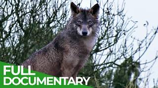 Wild Iberia | Episode 4: Winter | Free Documentary Nature