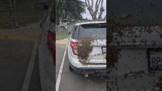 Bee Rescue at an elementary school. This swarm of honey bees settled on a car.