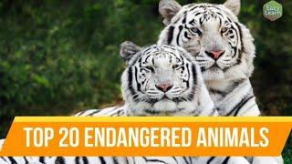 Top 20 Endangered Animals | Most Endangered Animal Species in the World