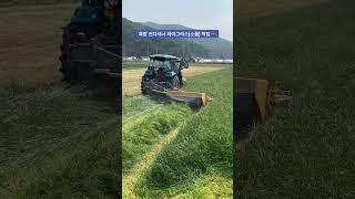 측방 컨디셔너 라이그라스 조사료 작업 #농기계 #ls트랙터 #xp7102 #측방컨디셔너 #컨디셔너 #소 #라이그라스 #조사료 #작업 #청년농부 #구독과좋아요 #고령군